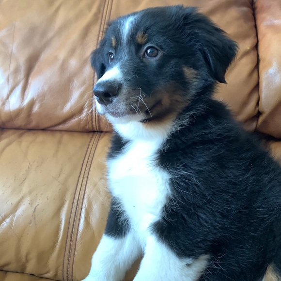 Meet your Posher, Andrew - Picture 1 of 1